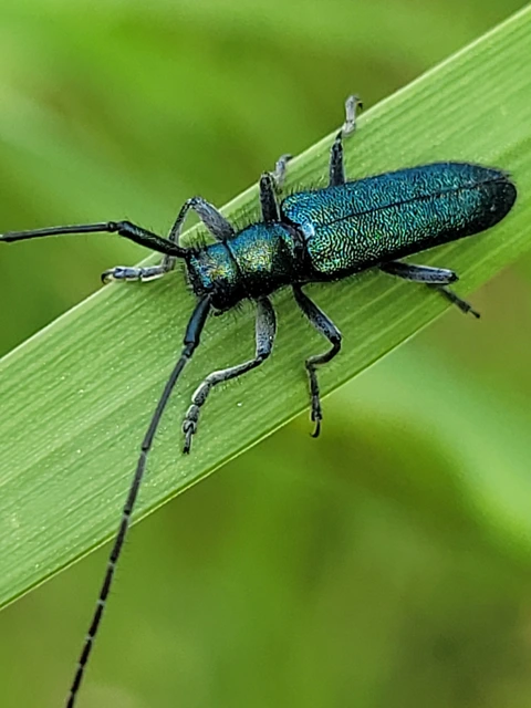 Agapanthia violacea - kék somkórócincér
