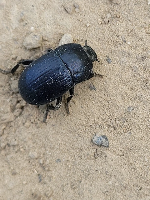 Pedinus fallax gracilis - földi gyászbogár
