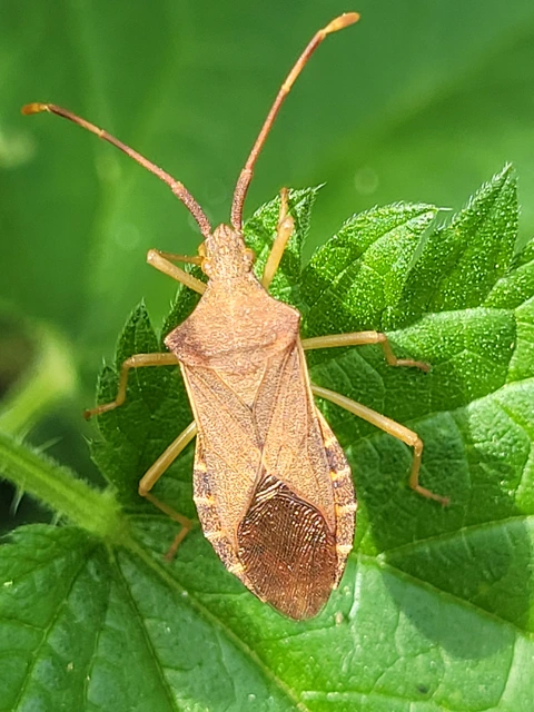 Gonocerus acuteangulatus - aranypetés karimáspoloska