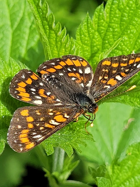 Euphydryas maturna - díszes tarkalepke