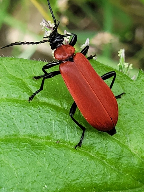 Pyrochroa coccinea - nagy bíborbogár