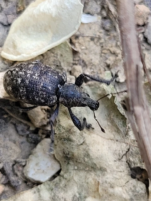 Liophloeus tessulatus - kockás barabolyormányos