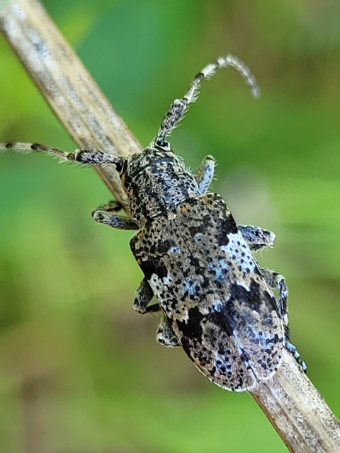 Mesosa nebulosa - ködfoltos cincér
