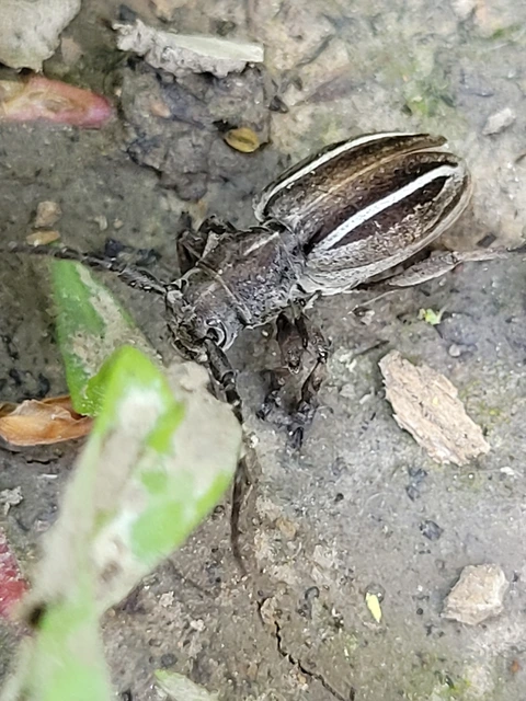 Neodorcadion bilineatum - kétsávos földicincér
