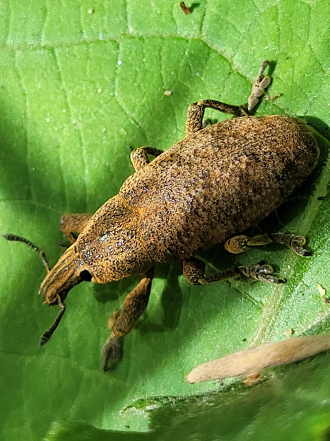 Cleonis pigra - közönséges bogáncsbarkó