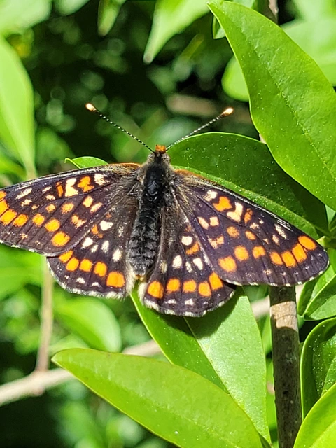 Euphydryas maturna - díszes tarkalepke