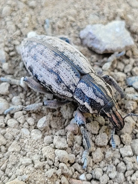 Pseudocleonus cinereus - hamvas barkó