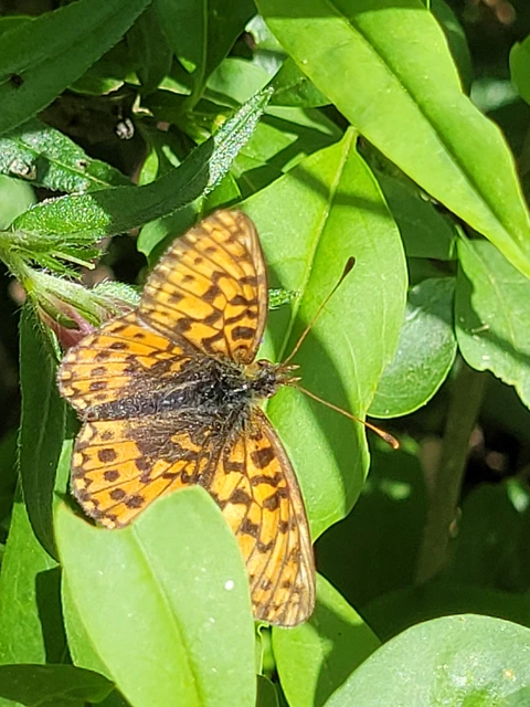 Boloria dia - kis gyöngyházlepke