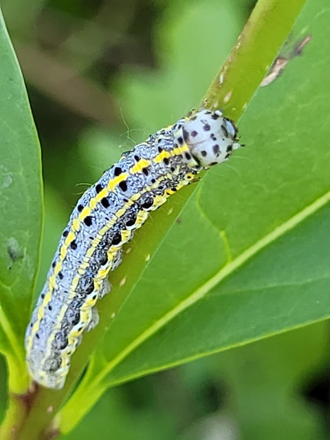 Orthosia miniosa - sárgás barkabagoly