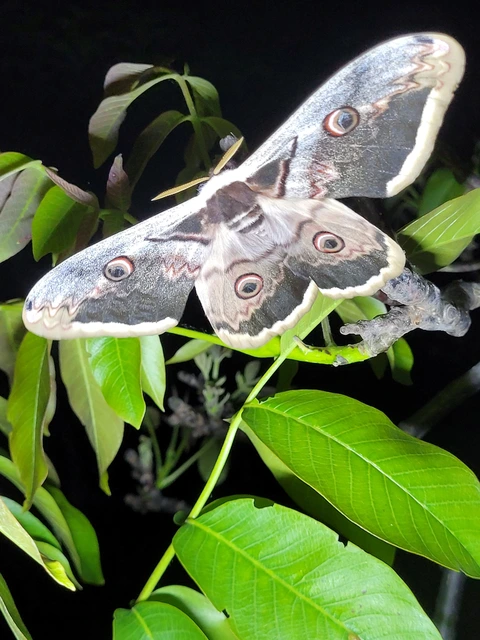 Saturnia pyri - nagy pávaszem