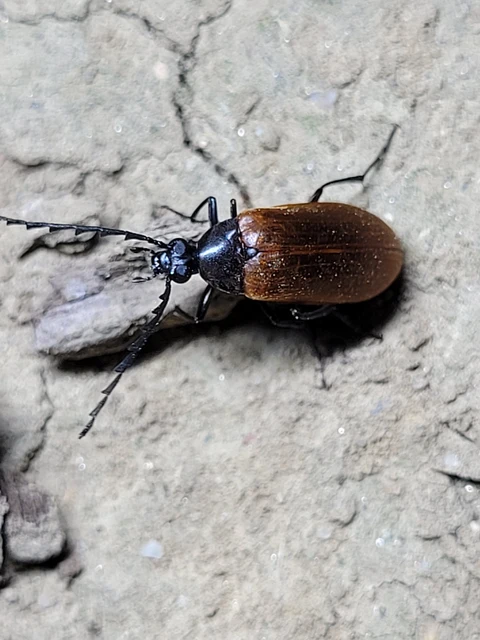 Pseudocistela ceramboides - narancssárga alkonybogár