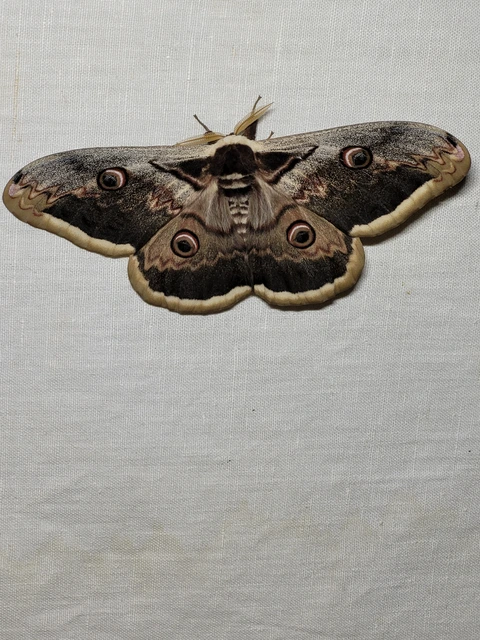Saturnia pyri - nagy pávaszem