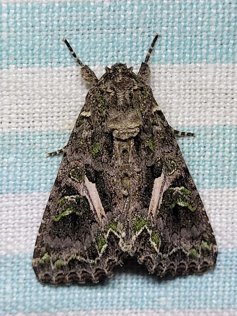 Trachea atriplicis - nyári zöldbagoly