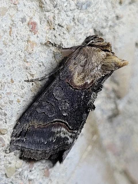 Abrostola triplasia - közönséges csalánbagoly