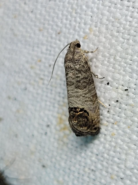 Cydia pomonella - almamoly
