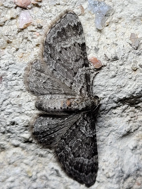 Pasiphila chloerata - hamvas törpearaszoló