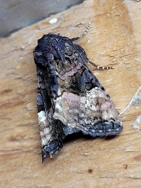 Euplexia lucipara - szeder-csipkésbagoly