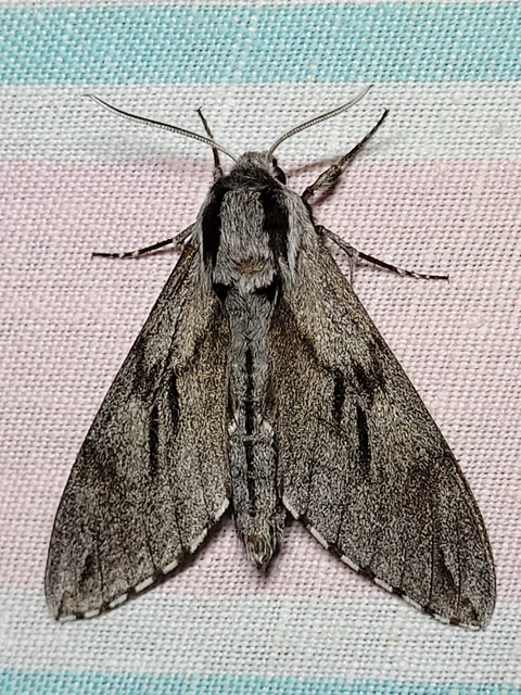 Hyloicus pinastri - fenyőszender