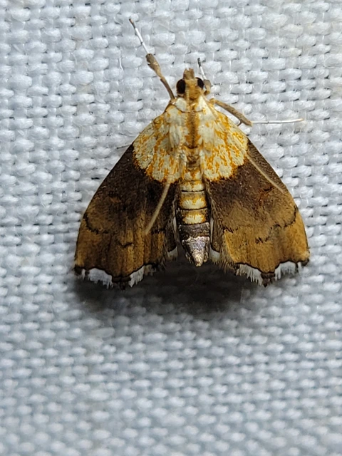 Agrotera nemoralis - ligeti tűzmoly