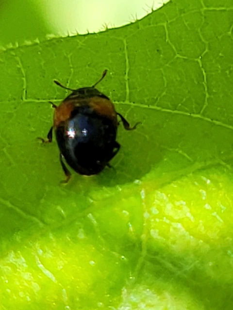 Tritoma bipustulata - feketenyakú tarbogár
