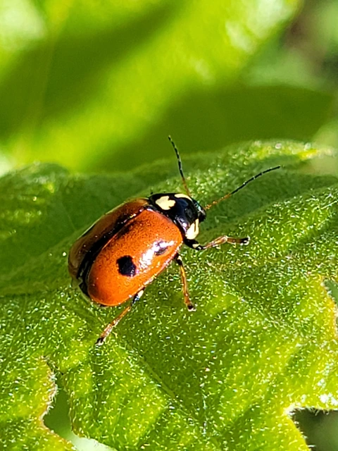 Cryptocephalus cordiger - szíves zömökbogár
