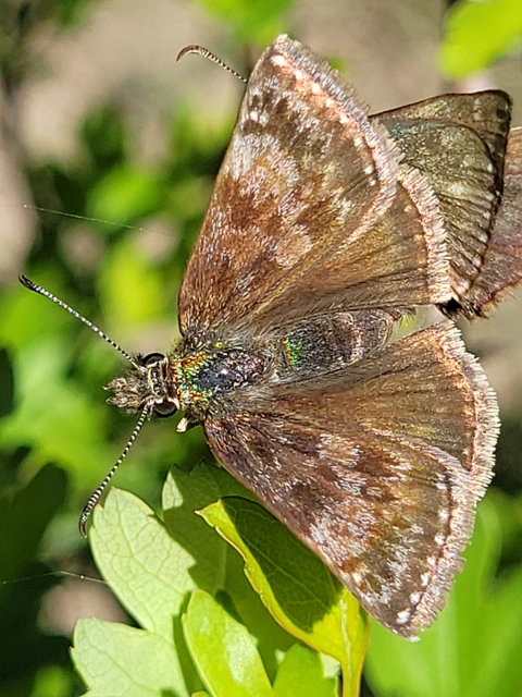 Erynnis tages - cigánylepke