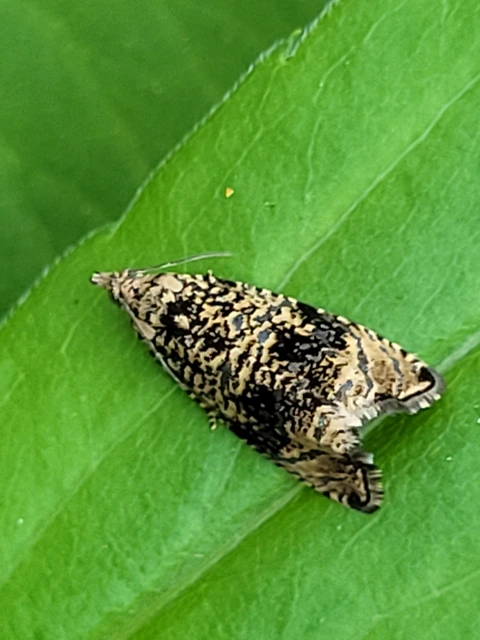 Celypha lacunana - vízparti tükrösmoly