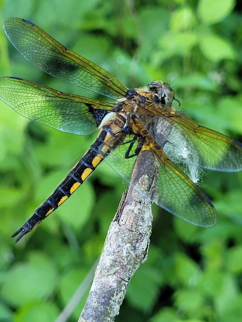 Epitheca bimaculata - kétfoltos sárkányszitakötő