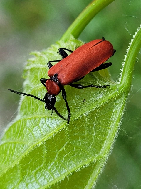 Pyrochroa coccinea - nagy bíborbogár