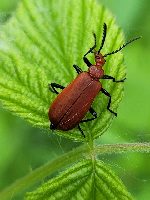 Pyrochroa serraticornis - közép-bíborbogár
