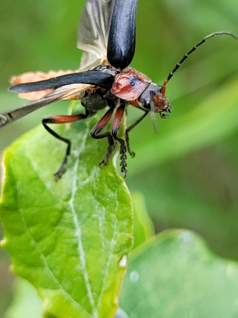 Cantharis rustica - suszterbogár