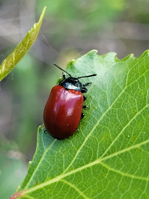 Chrysomela populi - nagy nyárlevelész