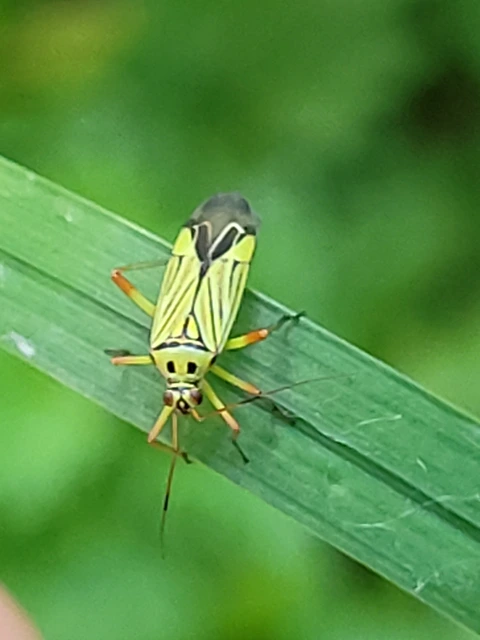 Mermitelocerus schmidtii