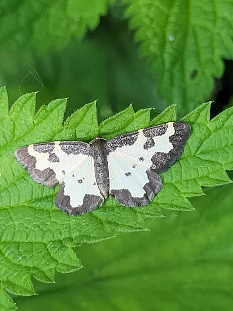 Lomaspilis marginata - szegélyes nyárfaaraszoló