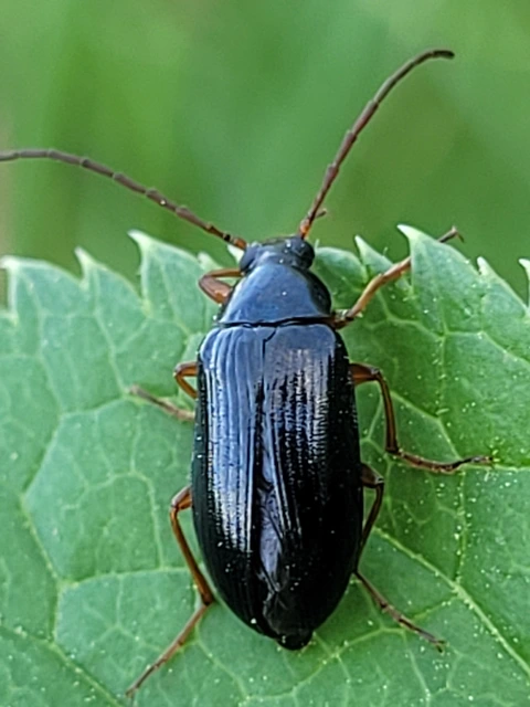 Gonodera luperus - gyászos alkonybogár