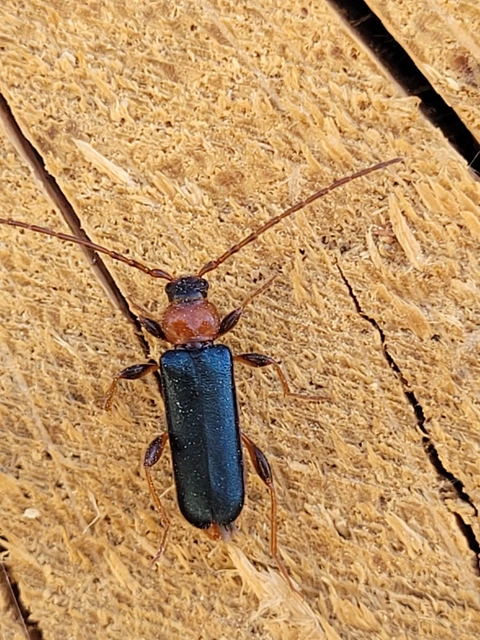 Phymatodes testaceus - változékony korongcincér Phymatodes testaceus - változékony korongcincér