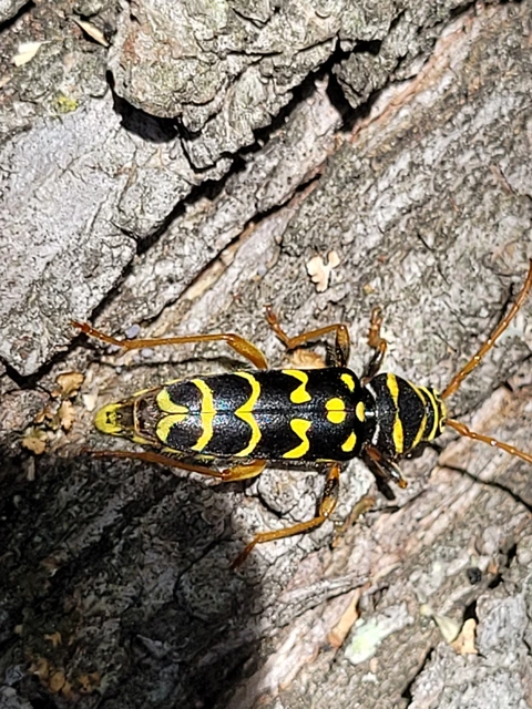 Plagionotus arcuatus - bársonyos darázscincér
