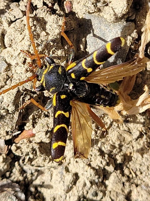 Plagionotus arcuatus - bársonyos darázscincér
