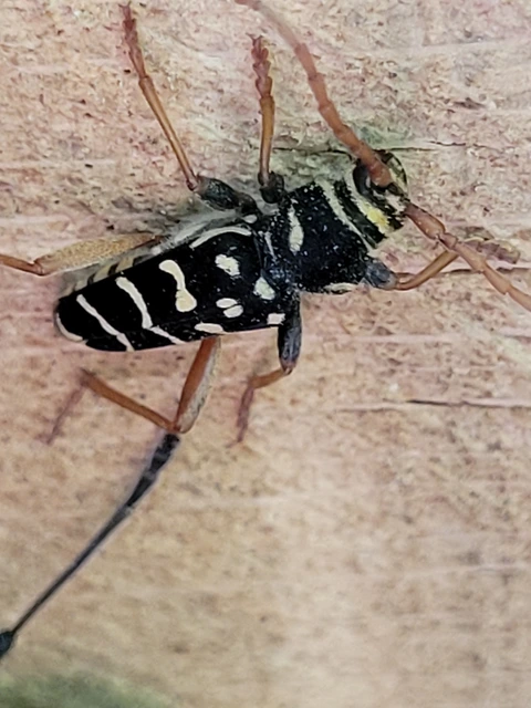 Plagionotus arcuatus - bársonyos darázscincér