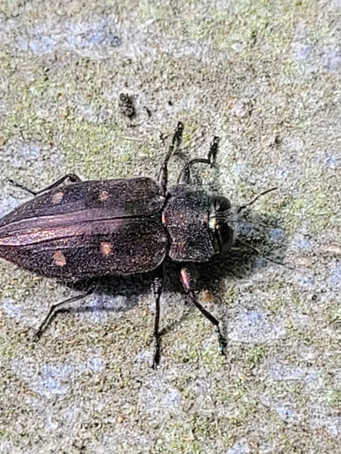 Chrysobothris affinis - aranypettyes díszbogár