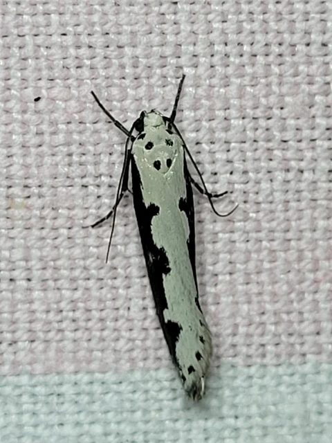 Ethmia bipunctella - kétpettyes feketemoly
