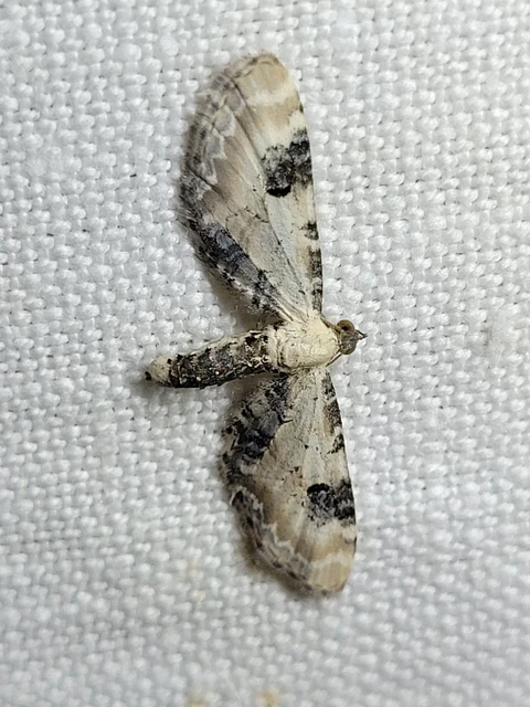 Eupithecia centaureata - búzavirág-törpearaszoló