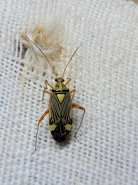Rhabdomiris striatellus - zebra-mezeipoloska
