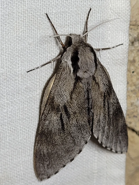 Hyloicus pinastri - fenyőszender