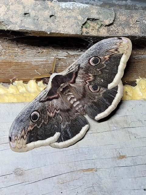 Saturnia pyri - nagy pávaszem