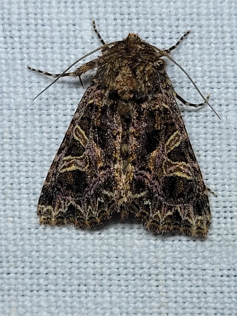 Sideridis rivularis - vörhenyes szegfűbagoly