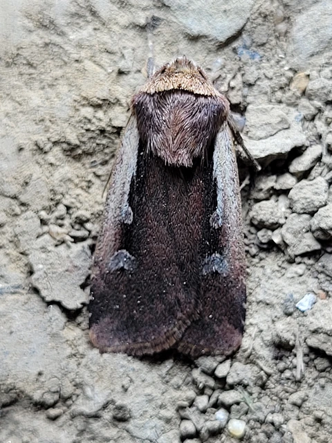 Ochropleura plecta - fehérszegélyű fűbagoly