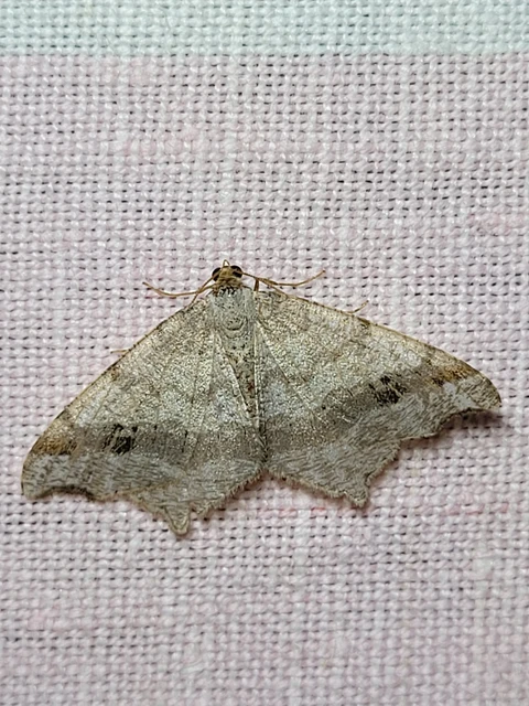 Macaria alternata - közönséges szürkearaszoló