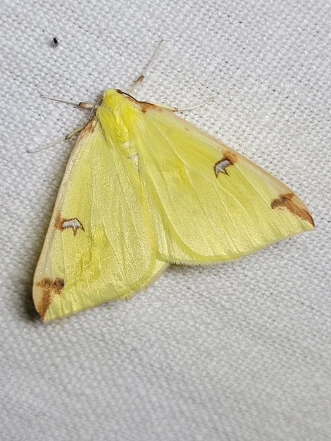 Opisthograptis luteolata - citromsárga araszoló