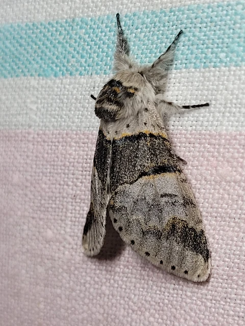 Furcula bifida - kis púposszövő